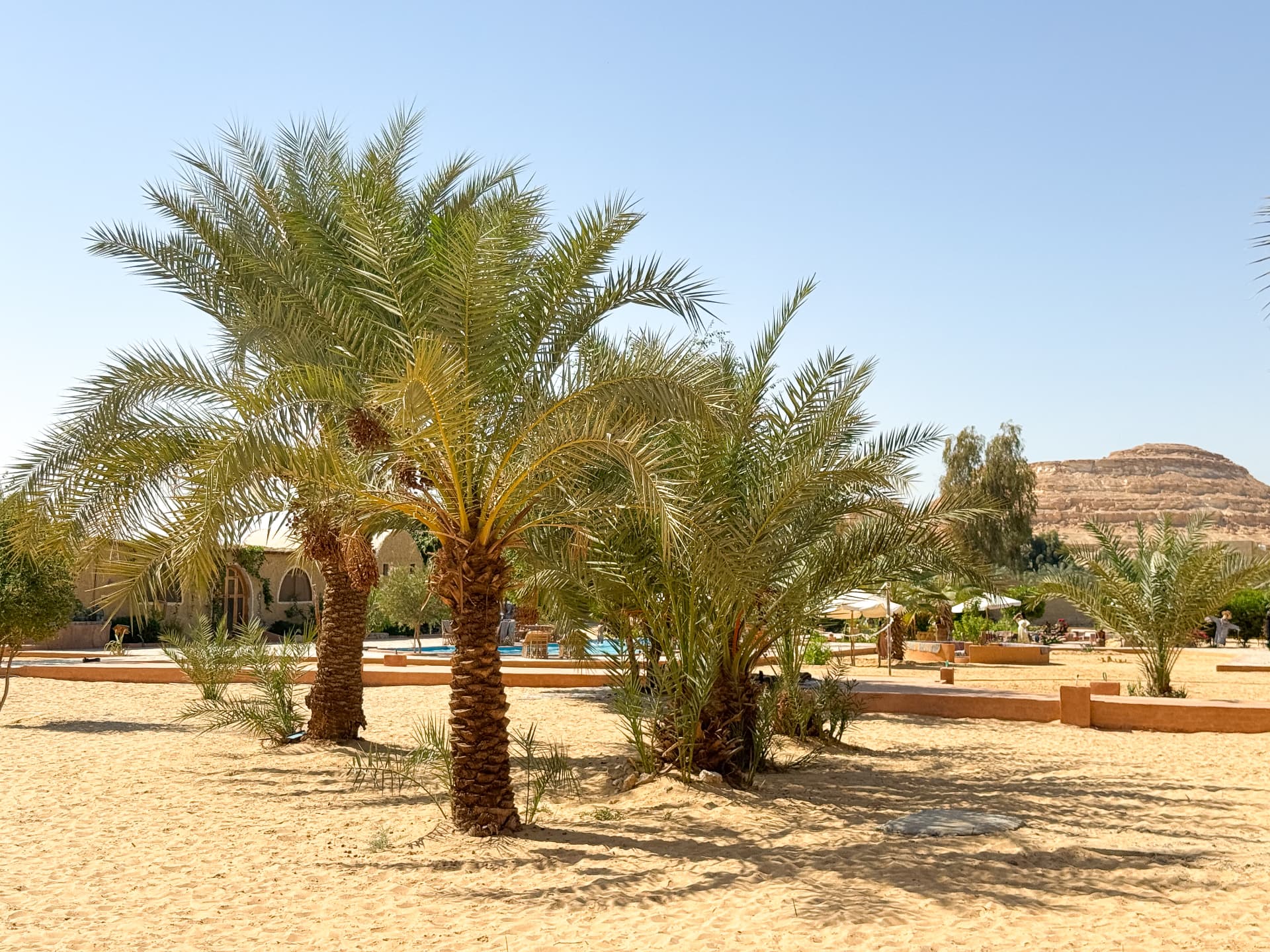 Date palms in Siwa Oasis